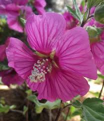 Lavatera Red Rum Emerald Plants