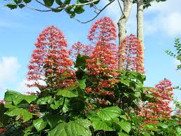 Image result for Clerodendrum
