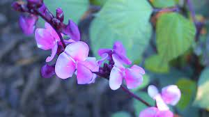 Maybe you would like to learn more about one of these? Hyacinth Bean Vines Grow Like Magic Dengarden