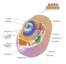 We Ve Finally Gotten A Look At The Microbe That Might Have Been Our Ancestor Animal Cell Eukaryotic Cell Animal Cell Project