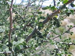 Image result for Acacia mellifera