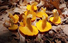 Yes North Texas Has An Edible Wild Mushroom Season Here S What You Need To Know Before You Forage