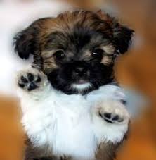 Breeders on our site are located throughout pennsylvania and surrounding states. 28 Mi Ki Puppies Ideas Puppies Miki Dog Dogs