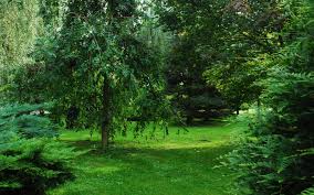 Background Images Nature Powerpoint Backgrounds For Free Powerpoint Templates