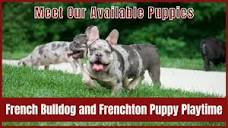French Bulldog and Frenchton Puppy Playtime | Meet Our Available ...