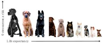 A large amount of bone and tissue surrounding the tumor may also have to be removed to eliminate the majority of cancerous cells at the site. Veterinary Sciences Free Full Text Risk Factors For Development Of Canine And Human Osteosarcoma A Comparative Review Html