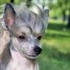 Dein chinesischer schopfhund ist ein sauberes tier, das naturgemäß wenig haare verliert und wenig dreck macht. 3