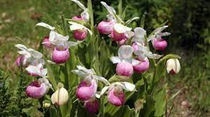 ( berteroa incana) anemone, canada. Flower Blossom Festivals In Ontario To Do Canada