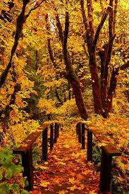 Autumn Woods Autumn Scenery Scenery Nature