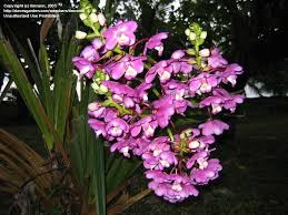 Image result for Eulophia tenella