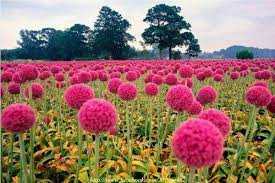Incredible Color 100 Natural And So Gentle The Flower That You See In The Image It Looks Like The St Color Splash Pink Color Splash Photography Onion Flower