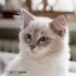 Blue Ragdoll Cats | Blue Point Ragdolls, Blue Mitted ...