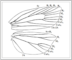 Image result for Rytigynia sp. N