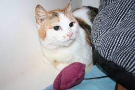 Stray Tortie And White Cat Full Of Fleas And Thin Found In St Peter Port Now At The Gspca Gspca Guernsey