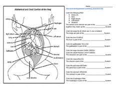 Frog Dissection Coloring Practice Frog Dissection Dissection Frog Dissection Worksheet
