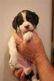 Brittany Puppies Puppies And Dogs For Sale Pets Classified Ad Oregonlive Com Dogs For Sale Brittany Puppies Dogs