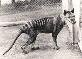 Bringing Back Extinct Species If We Can Should We Asu News