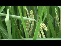 Image result for Paspalum scrobiculatum