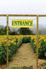 Check spelling or type a new query. The 12 Most Beautiful Sunflower Fields In The U S Farm Tourism Sunflower Field Near Me Sunflower Fields