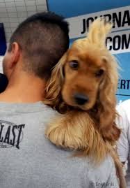 Dog Hairstyle Cocker Spaniel Dog Hair Cute Animals Dogs