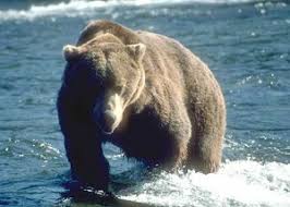 The.50 alaskan is a wildcat cartridge developed by harold johnson and harold fuller of the kenai peninsula of alaska in the 1950s. What To Look For In A Brown Bear Rifle