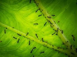 Compare the best los angeles pest control companies for bed bugs, termites, rats and more. Los Angeles Pest Control Riverside San Bernardino Pest Innovations