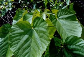 Image result for Vernicia