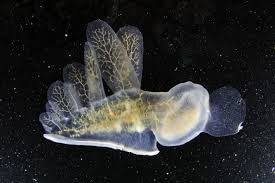 Image result for Melinis subglabra