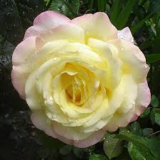 Flowers are a perfect replica of human life. Rosa Peace Wikipedia