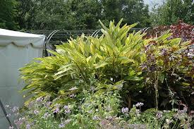 The variegated shell ginger plant has long striped green and yellow leaves that are quite beautiful. Variegated Shell Ginger