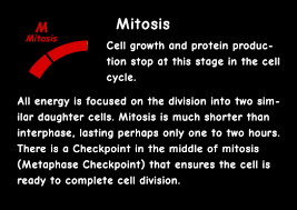 Animal mitosis is a part of animal cell division where replicated chromosomes are separated into two, daughter nuclei. Interactive Cell Cycle