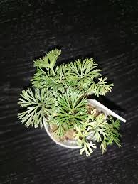 Image result for Elaphoglossum spathulatum