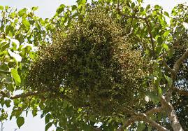Image result for Viscum tuberculatum
