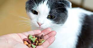 Kidney Failure In Senior Cats Is Widespread Could Cat Food Be The Cause Senior Cat Cat Diseases Angora Cats