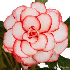 Begonia Plant Begonia Flowers Beautiful Flowers