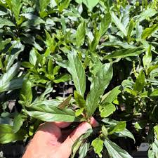 Image result for Psychotria moninensis