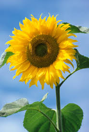 Sunflower American Giant F1 Seeds