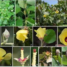 The gumamela flowers are recommended when dealing against hordes, since their pollens can go in random directions depending on the wind. Hibiscus Tiliaceus A Habit B Alternate Leaf Arrangement And Download Scientific Diagram