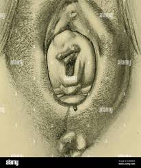 Image result for Face Presentation