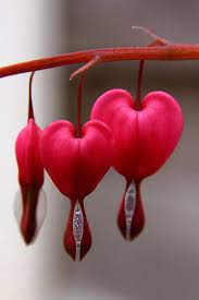 The Story Of The Bleeding Heart Amazing Flowers Beautiful Flowers Bleeding Heart Flower