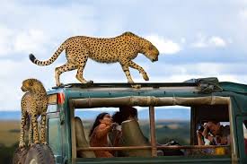 Enter your dates and choose from 66 hotels. Masai Mara Camping Safari 2021 Nairobi