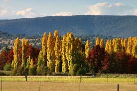 Armidale weather forecast updated daily. Mount Duval Armidale Nsw Australia Armidale New South Wales Australia