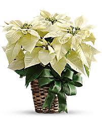Christmas cacti come by their name honestly. Merry Christmas Cactus Bouquet Teleflora