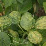 Yellow leaves green bean diseases pictures. Photo Gallery Of Vegetable Problems Bean Mount Vernon Nwrec Washington State University