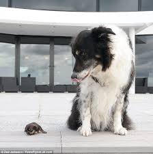 They May Be Very Different Sizes But They Become The Very Best Of Friends Mini Britain S Tiniest Dog Has Proved That Size Puppies Animals Small Pets