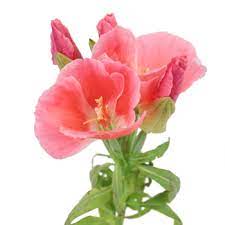 Coral Fresh Godeita Flowers Fiftyflowers Com