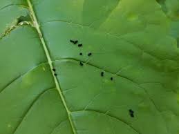 Packaged in a 32 oz. Insect Frass Information Can You Use Insect Frass In The Garden