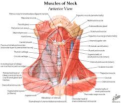 Advertisements help pay for this website. Muscle Of Neck Anatomy Anatomy Drawing Diagram