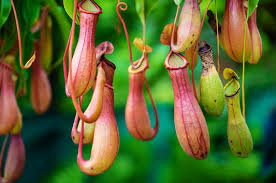 Nepenthes Care – Plants For All Seasons