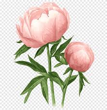 Silk peony flower bush in soft pink. Pink Peony Png Images Pngegg